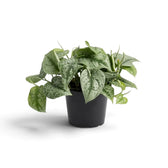 Scindapsus 'Exotica' with silver-blotched heart-shaped leaves cascading over the rim of a nursery pot.