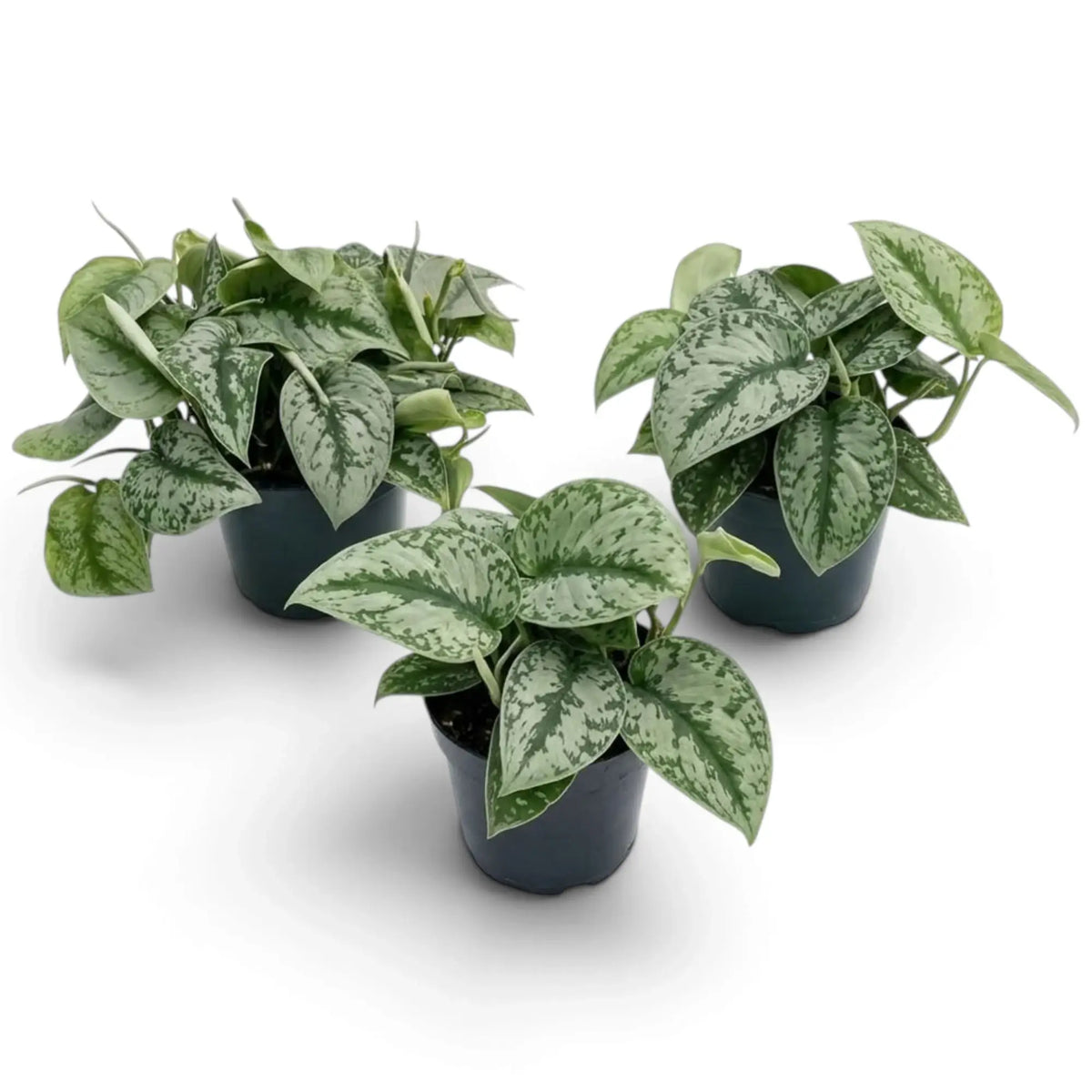 Three potted Scindapsus 'Exotica' plants with broad heart-shaped leaves patterned in silver and green.