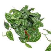 Scindapsus pictus 'Argyraeus' viewed from above, with silver-spotted heart-shaped leaves spilling over the pot.