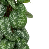 Close-up of overlapping dark green Scindapsus pictus 'Argyraeus' leaves densely patterned with silver spots.