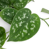 Close-up of a heart-shaped Scindapsus pictus 'Argyraeus' leaf with irregular silver spots.
