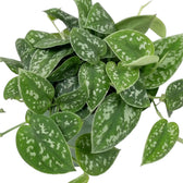Scindapsus pictus 'Argyraeus' foliage close-up showing overlapping green heart-shaped leaves with silver flecks.