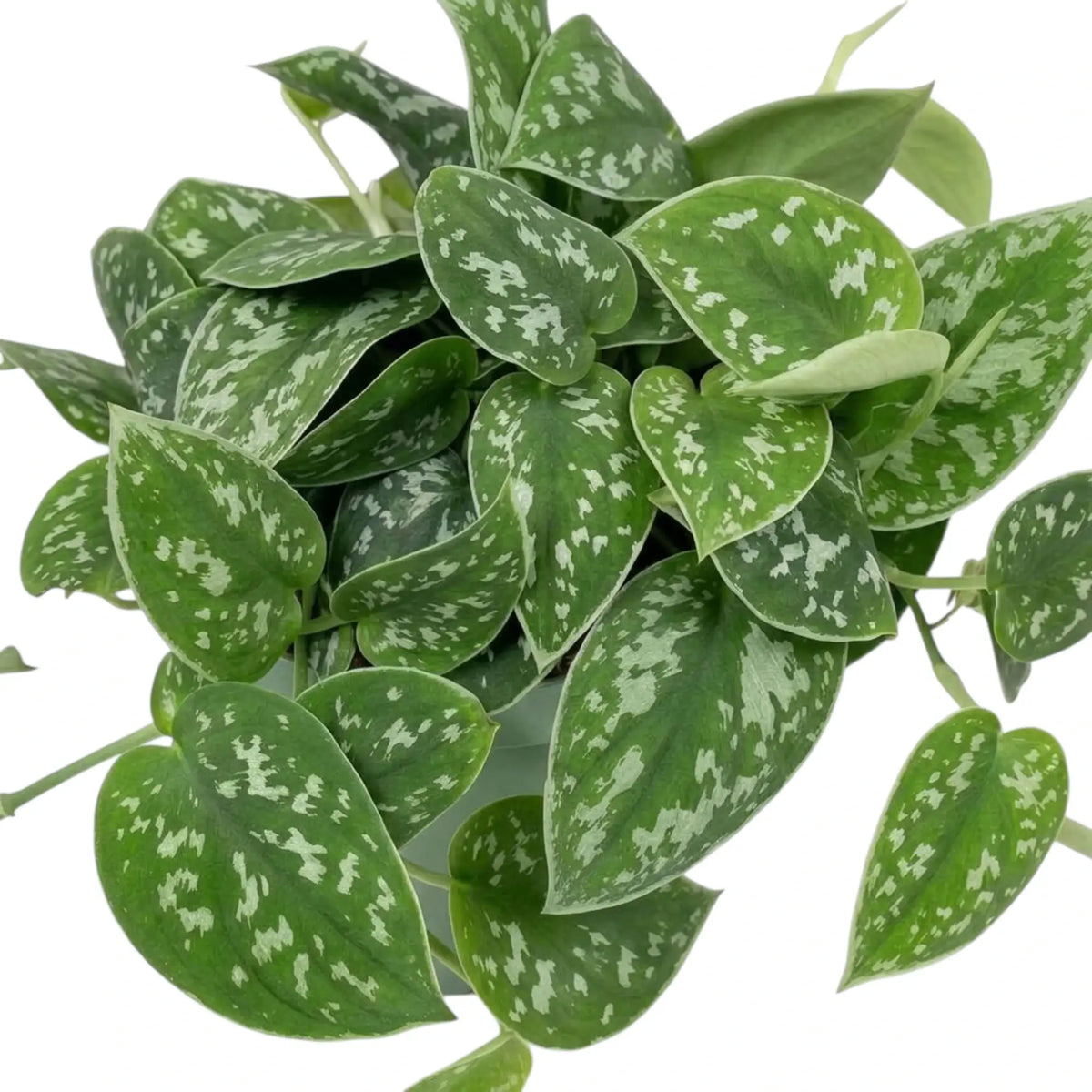 Scindapsus pictus 'Argyraeus' foliage close-up showing overlapping green heart-shaped leaves with silver flecks.
