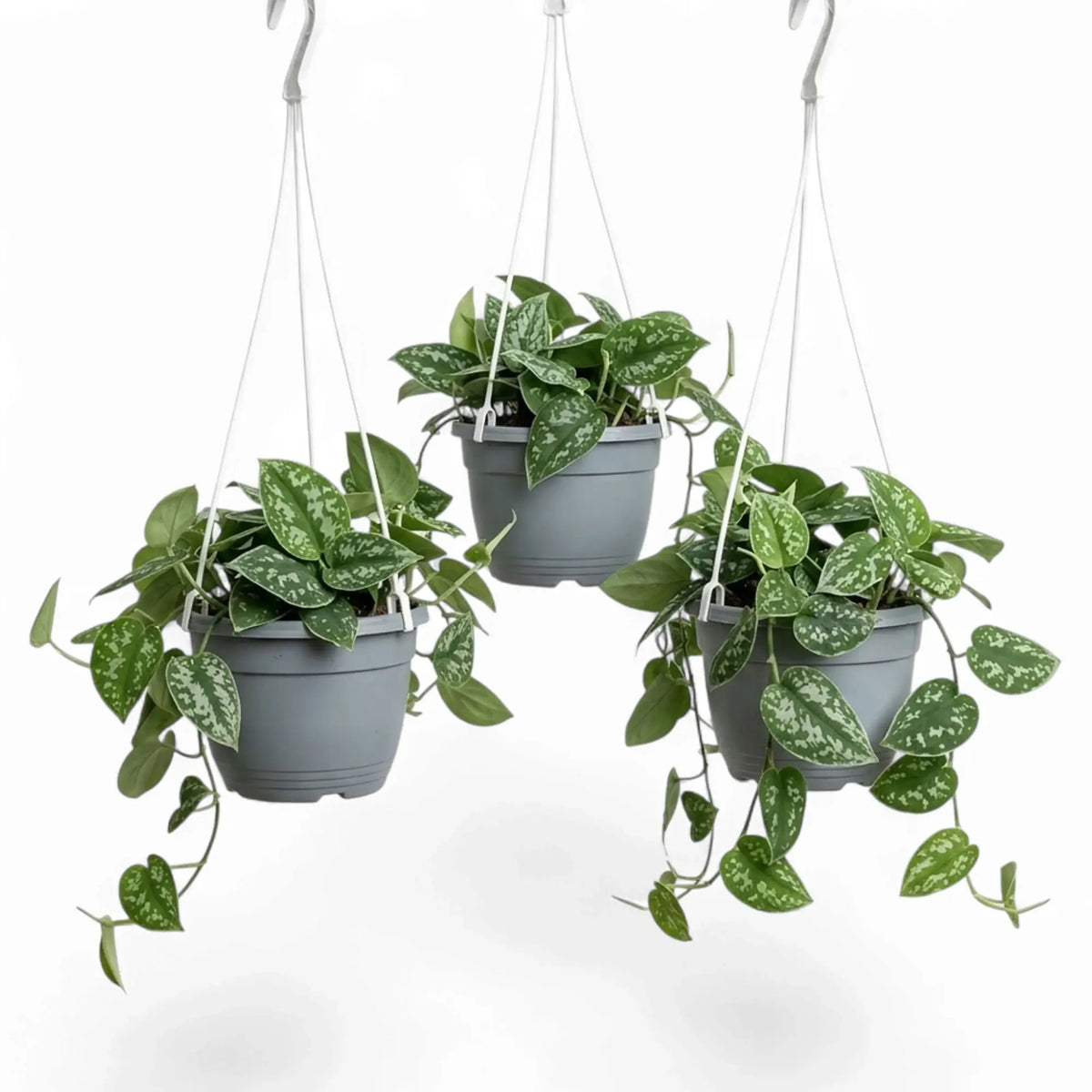 Three Scindapsus pictus 'Argyraeus' plants in hanging pots, with silver-flecked leaves and trailing stems.