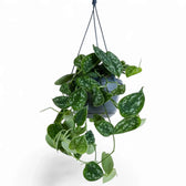 Scindapsus pictus 'Argyraeus' in a hanging pot, with trailing vines and silver-spotted green leaves.