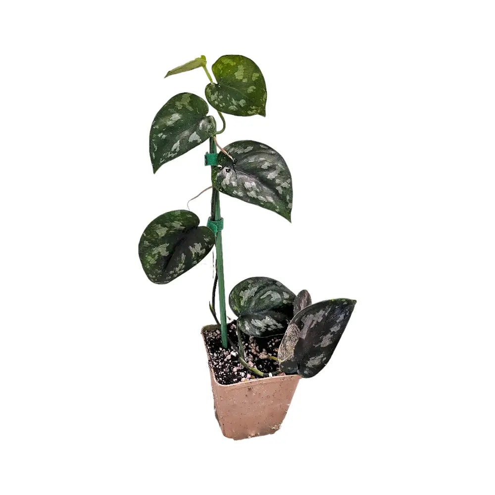 Scindapsus pictus 'Black Mamba' potted plant in nursery pot on white background.