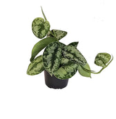 Scindapsus pictus 'Exotica' – Zimmerpflanze im Kulturtopf auf weißem Hintergrund, Produktfoto 4.