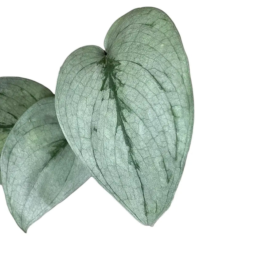 Scindapsus pictus 'Silver Hero' – Blattdetail vor weißem Hintergrund..