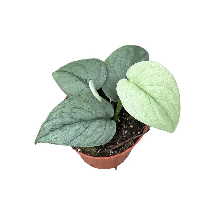 Scindapsus pictus 'Silver Hero' Zimmerpflanze im Anzuchttopf vor weißem Hintergrund, Produktfoto 2.