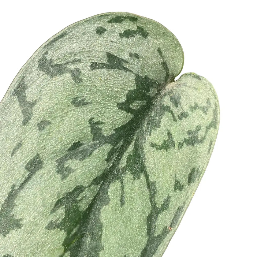 Scindapsus pictus 'Silver Lady' – Blattdetail vor weißem Hintergrund..