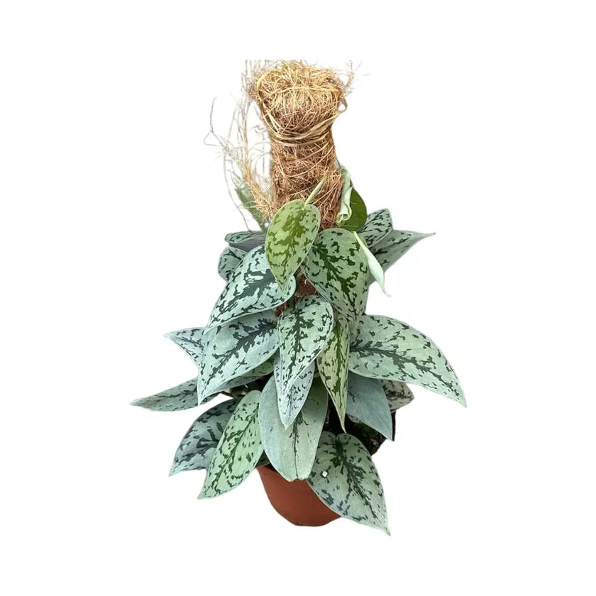 Scindapsus pictus 'Silver Lady' Zimmerpflanze im Anzuchttopf vor weißem Hintergrund, Produktfoto 2.