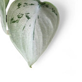 Scindapsus pictus 'Silvery Ann' – Blattdetail vor weißem Hintergrund..