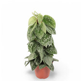 Scindapsus pictus 'Silvery Ann' – Zimmerpflanze im Kulturtopf auf weißem Hintergrund, Produktfoto 11.
