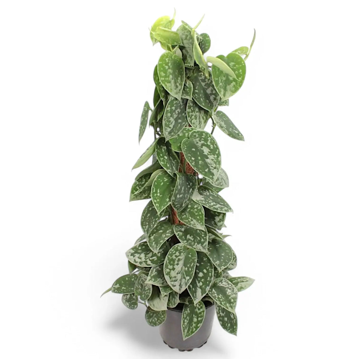 Scindapsus pictus 'Silvery Ann' – Zimmerpflanze im Kulturtopf auf weißem Hintergrund, Produktfoto 13.