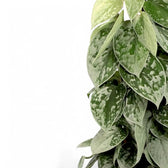 Scindapsus pictus 'Silvery Ann' Zimmerpflanze im Anzuchttopf vor weißem Hintergrund, Produktfoto 2.