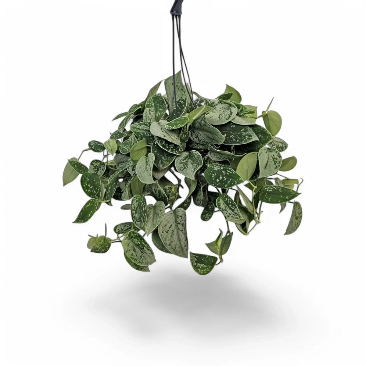 Scindapsus pictus 'Silvery Ann' – Zimmerpflanze im Kulturtopf auf weißem Hintergrund, Produktfoto 7.