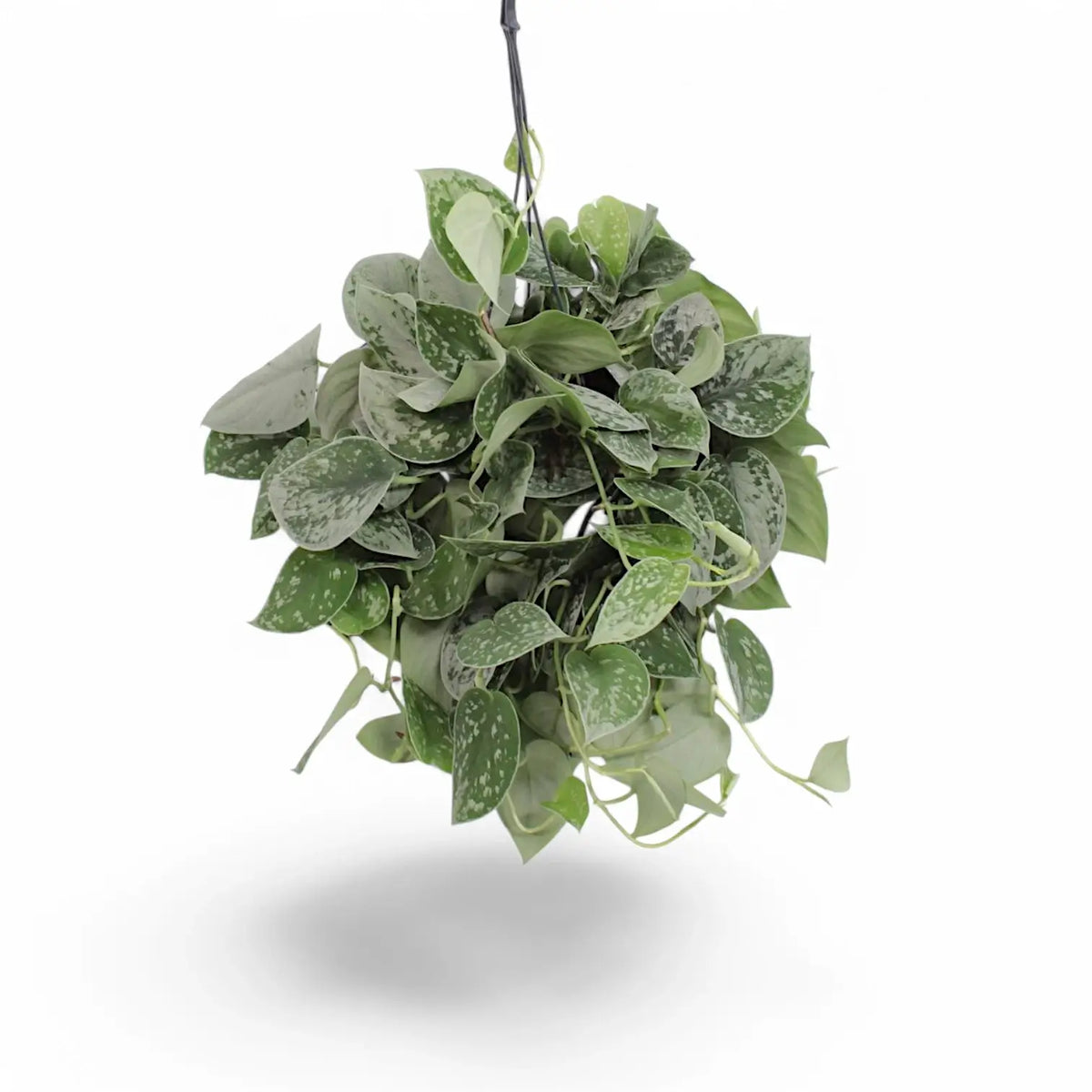 Scindapsus pictus 'Silvery Ann' – Zimmerpflanze im Kulturtopf auf weißem Hintergrund, Produktfoto 9.