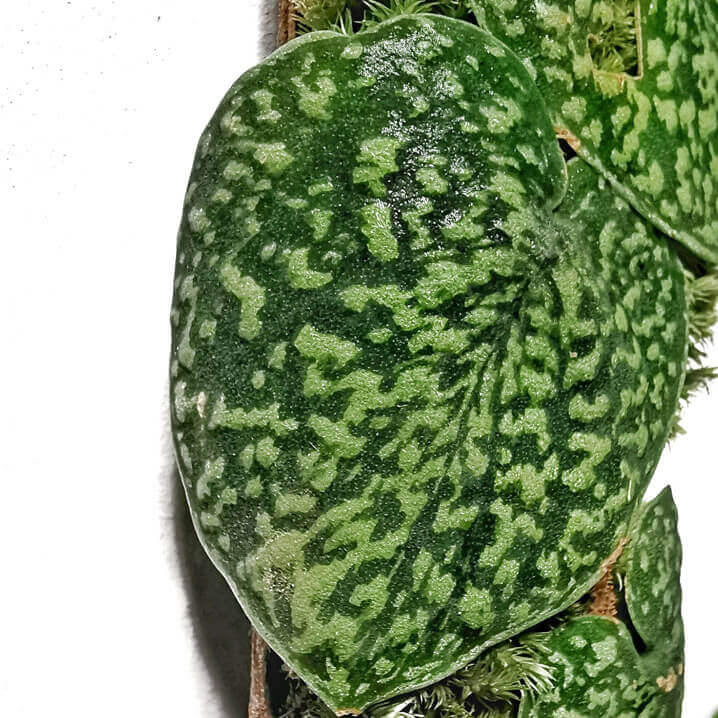 Scindapsus pictus 'Snake scale' – Blattdetail vor weißem Hintergrund..