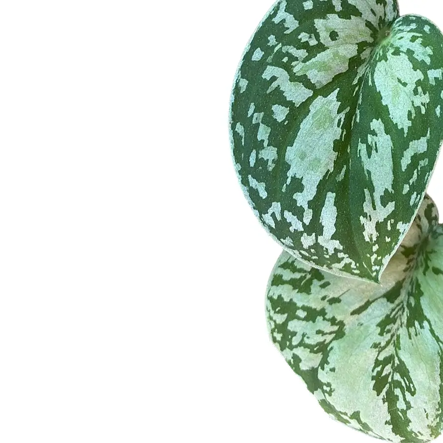 Scindapsus pictus 'Tricolor' close-up of leaf on white background.