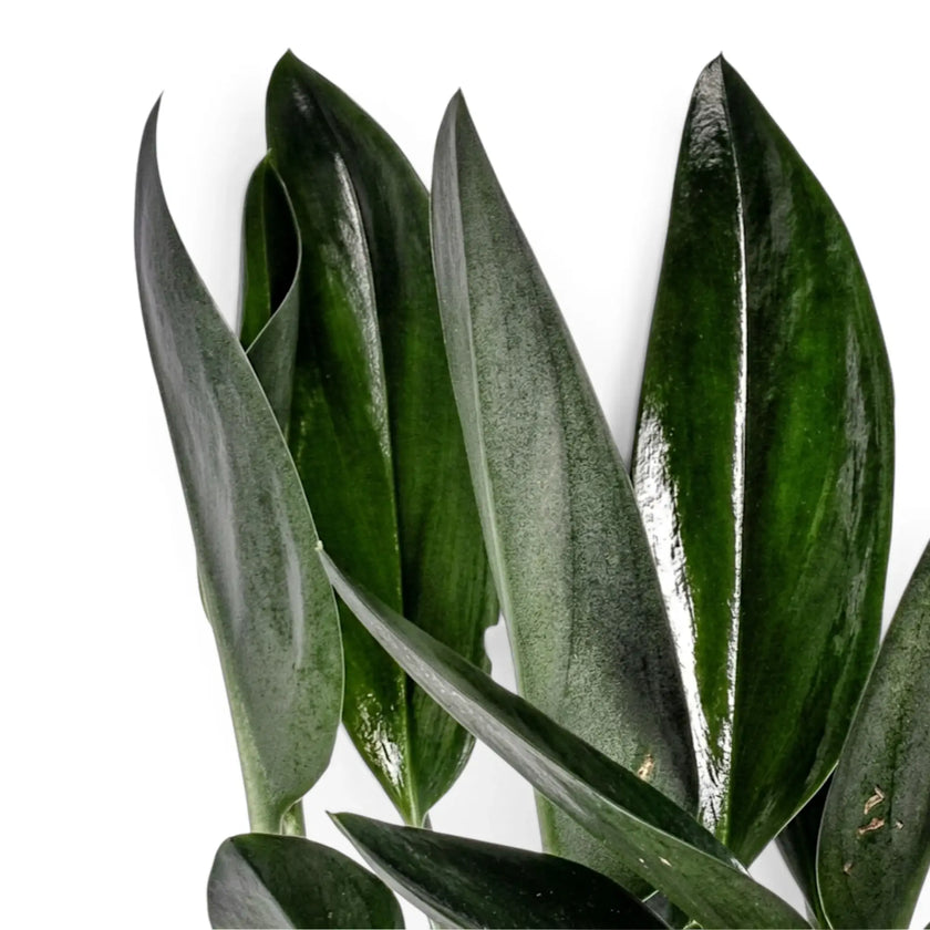 Close-up of Scindapsus treubii 'Dark Form' with a glossy elongated very dark green leaf