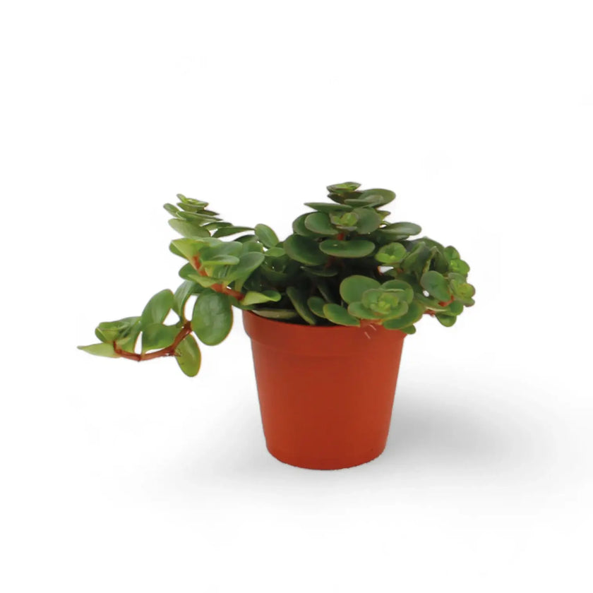 Sedum makinoi 'Tornado' potted plant in nursery pot on white background.