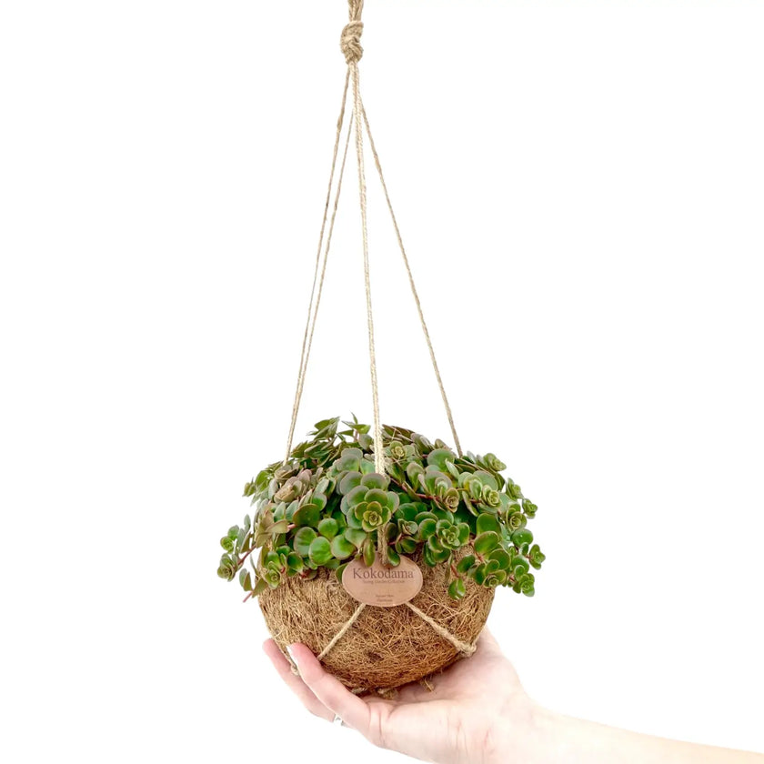 Sedum makinoi 'Tornado' in Kokodama potted plant in nursery pot on white background.