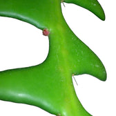 Selenicereus anthonyanus leaf close-up on white background.