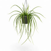 Selenicereus wercklei potted plant in nursery pot on white background.