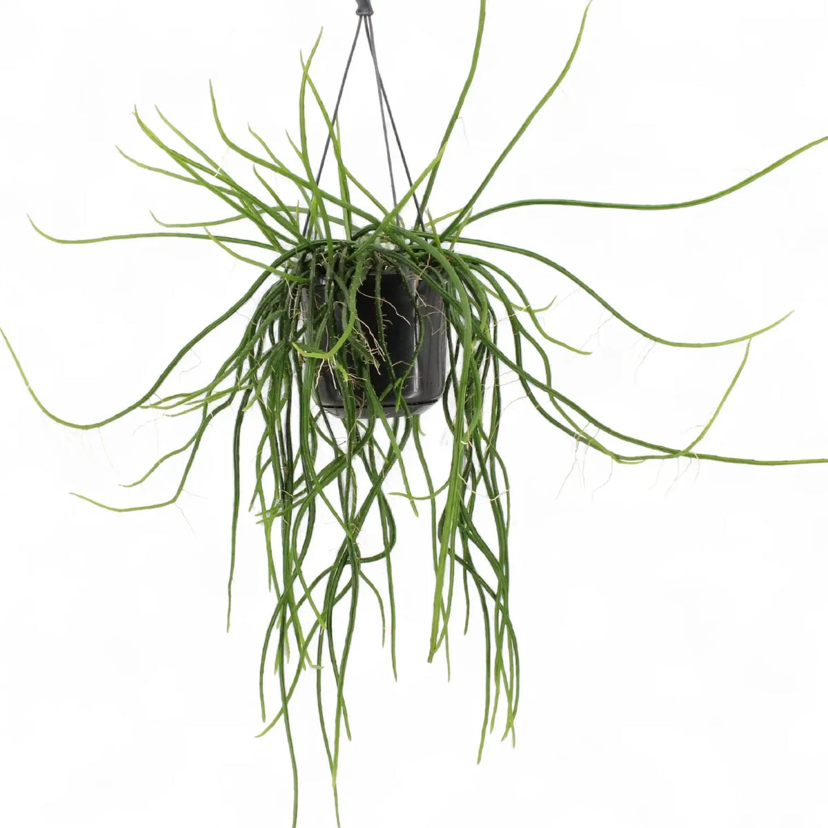 Selenicereus wercklei potted plant in nursery pot on white background.