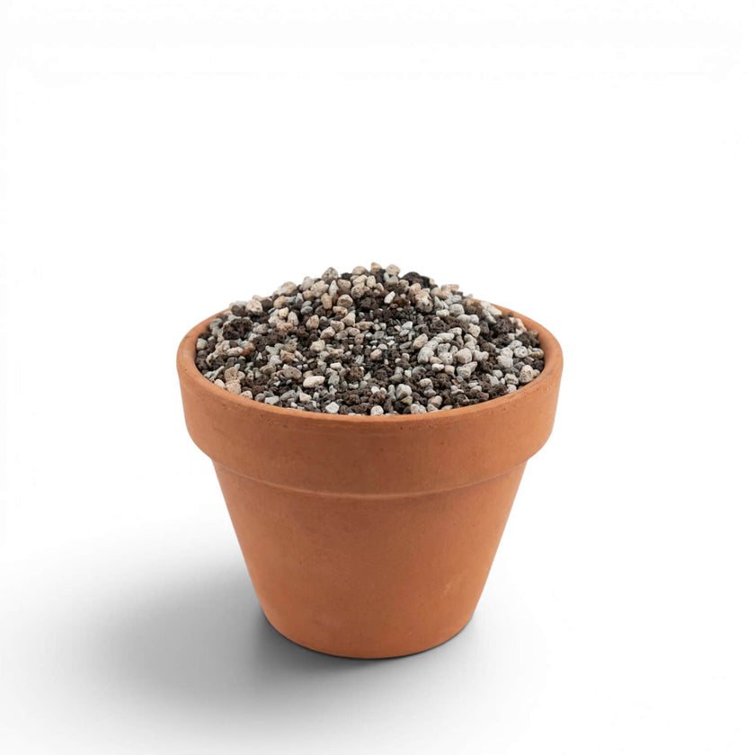 Terracotta pot with semi-hydro potting mix on a white background