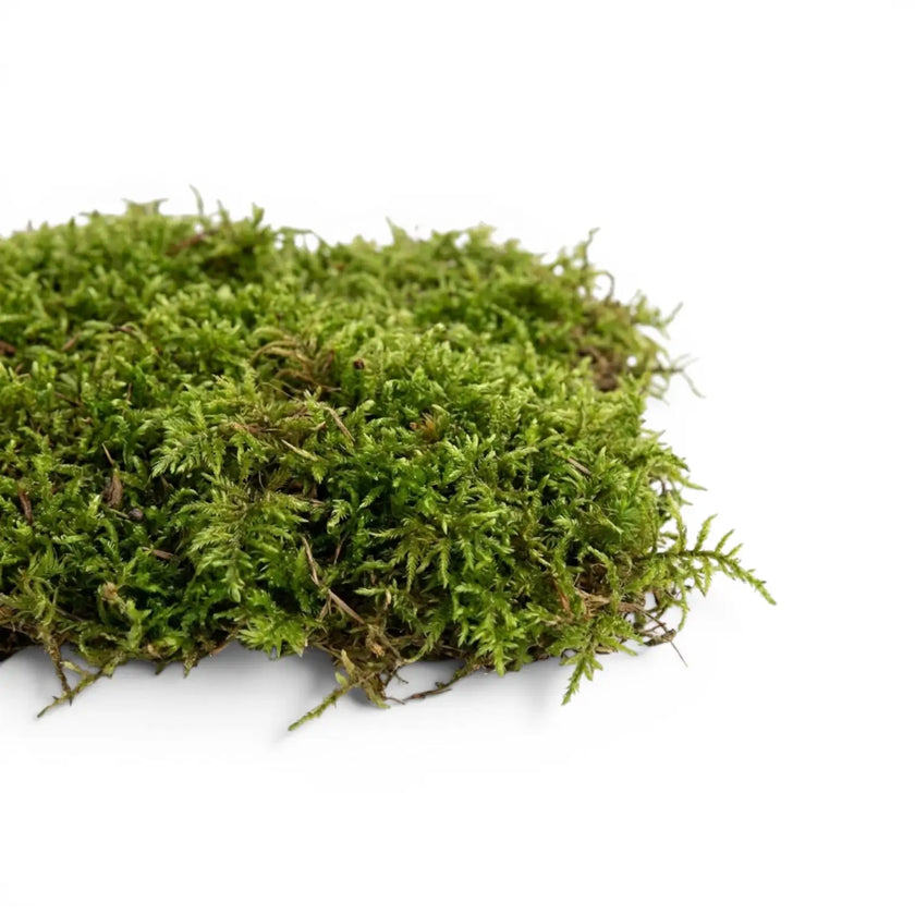 Green moss on a white background