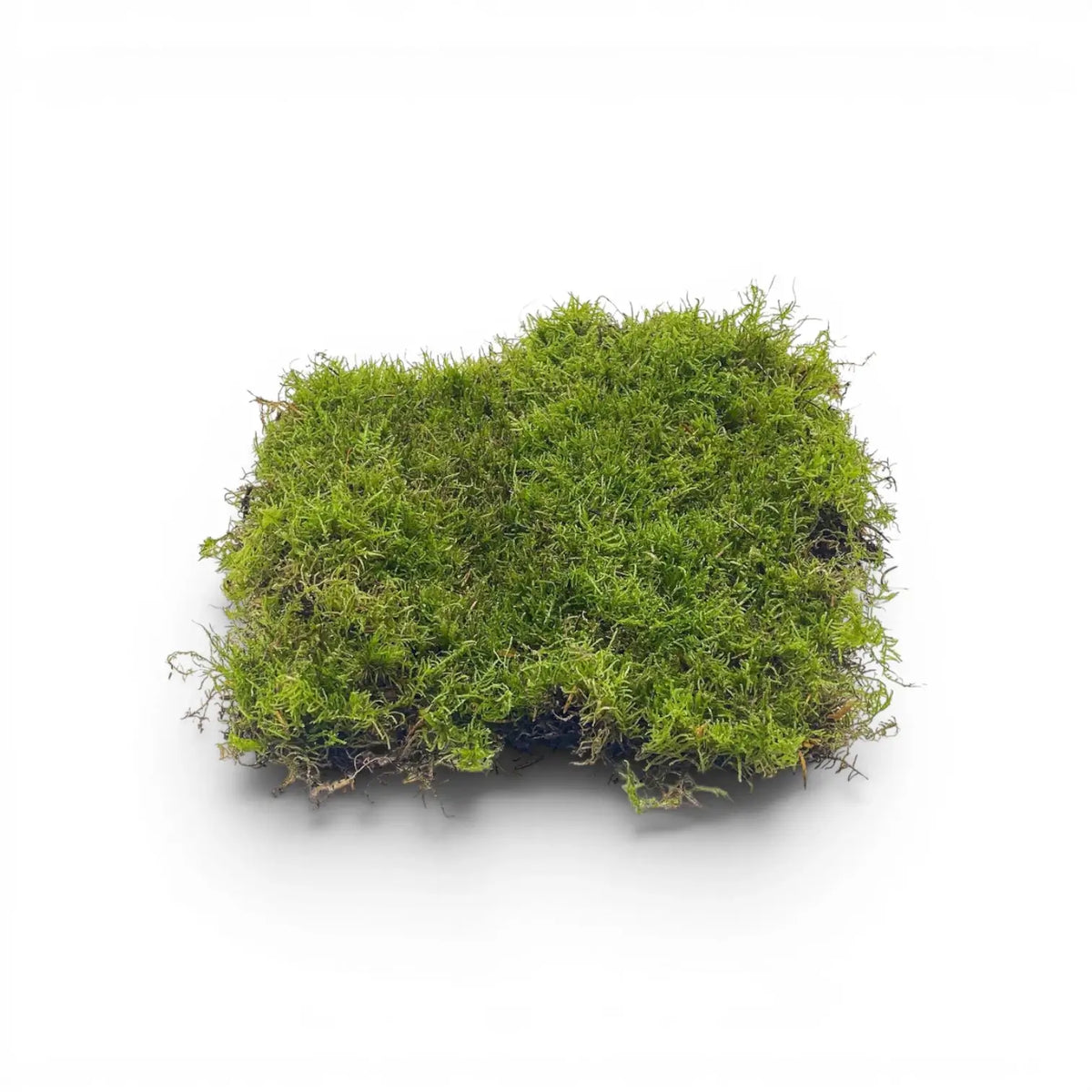 Live moss for closed terrariums and humid planted glass