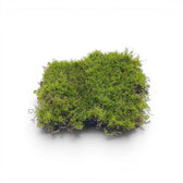 Patch of green moss on a white background