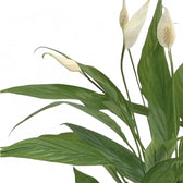 Spathiphyllum 'Alana' close-up of leaf on white background.