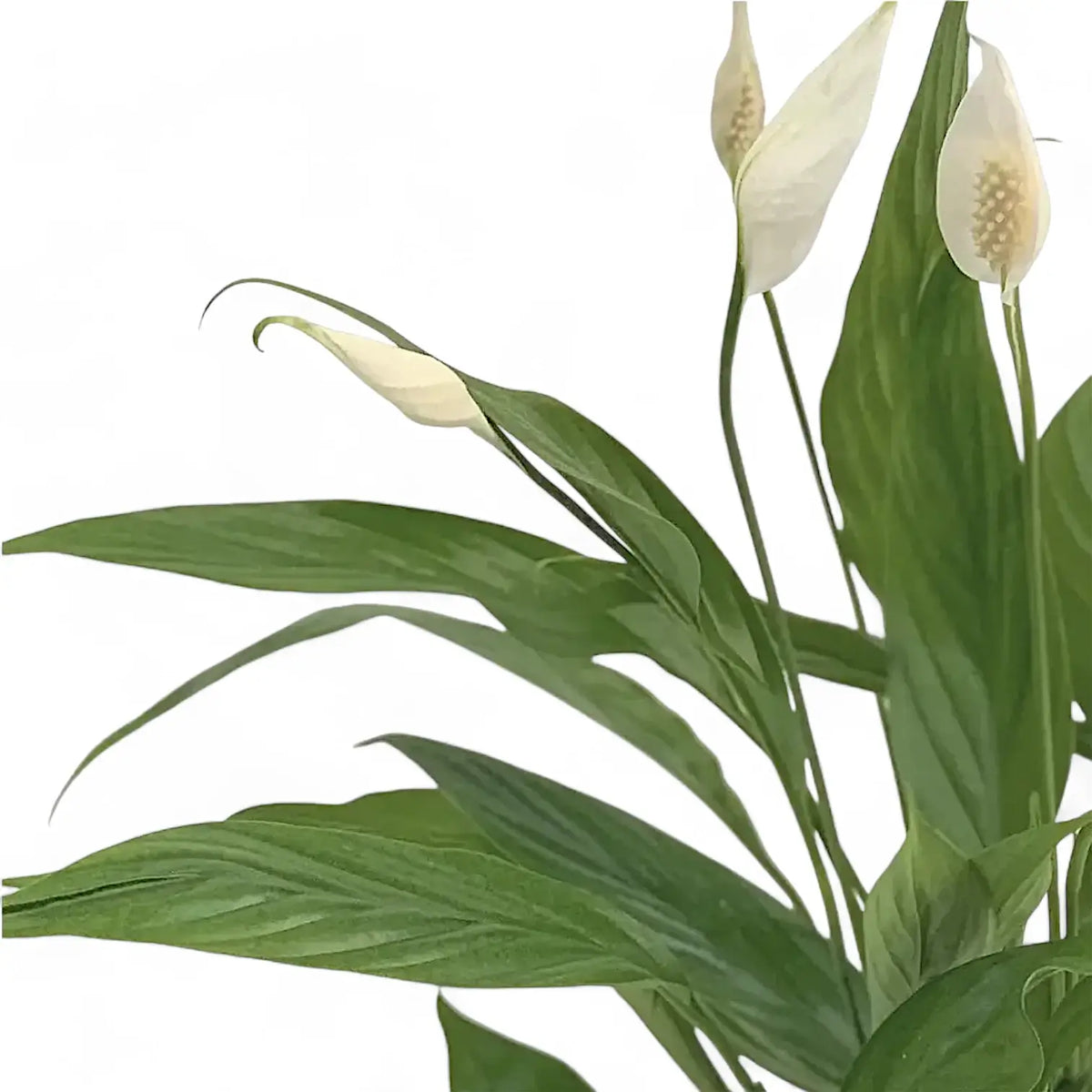 Spathiphyllum 'Alana' close-up of leaf on white background.