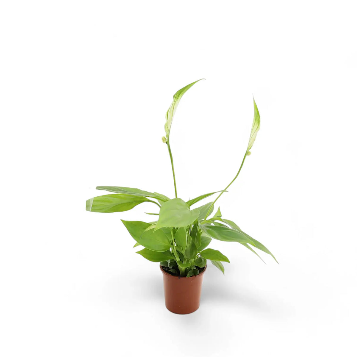 Spathiphyllum 'Alana' potted plant in nursery pot on white background.