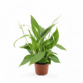 Spathiphyllum 'Alana' potted plant in nursery pot on white background.