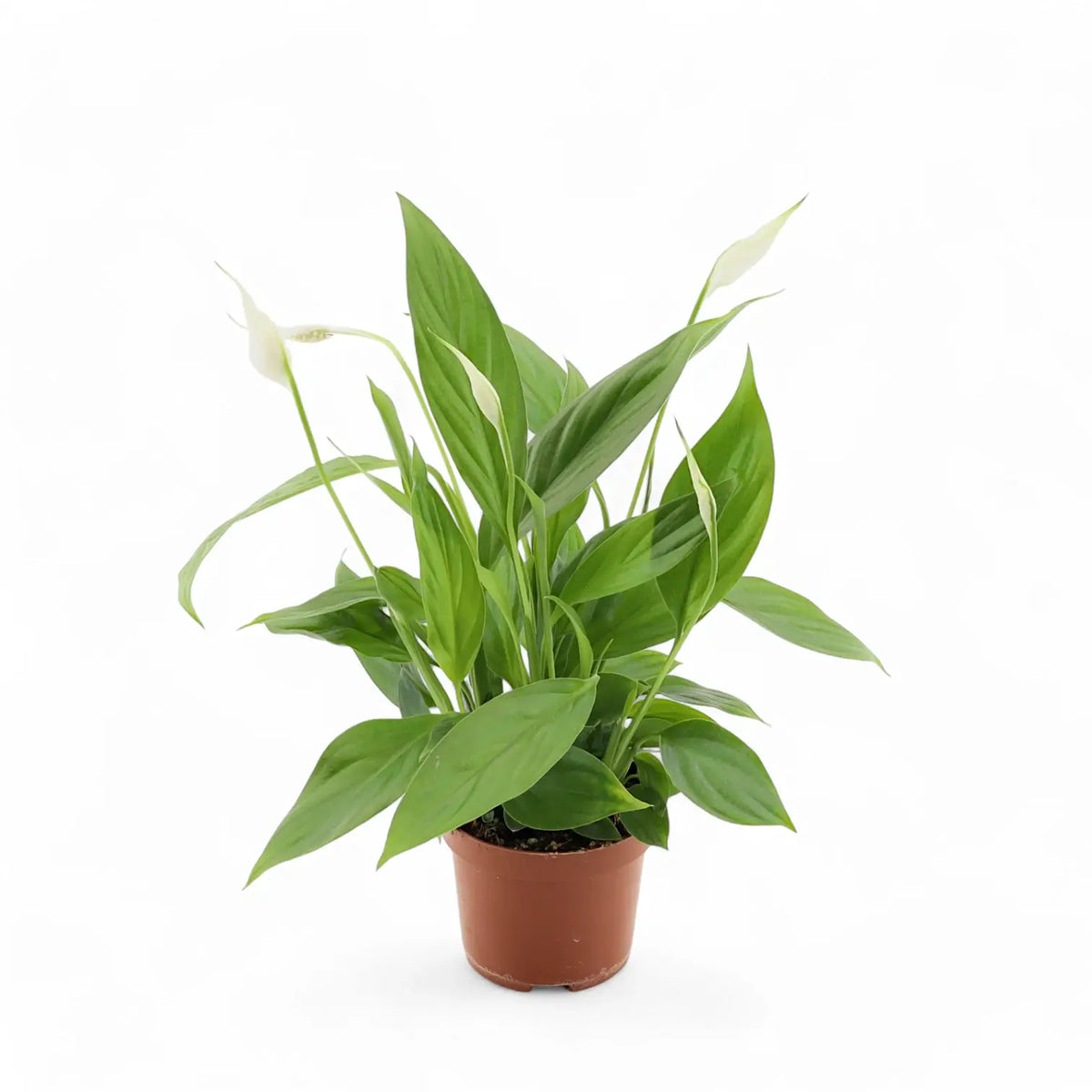 Spathiphyllum 'Alana' potted plant in nursery pot on white background.
