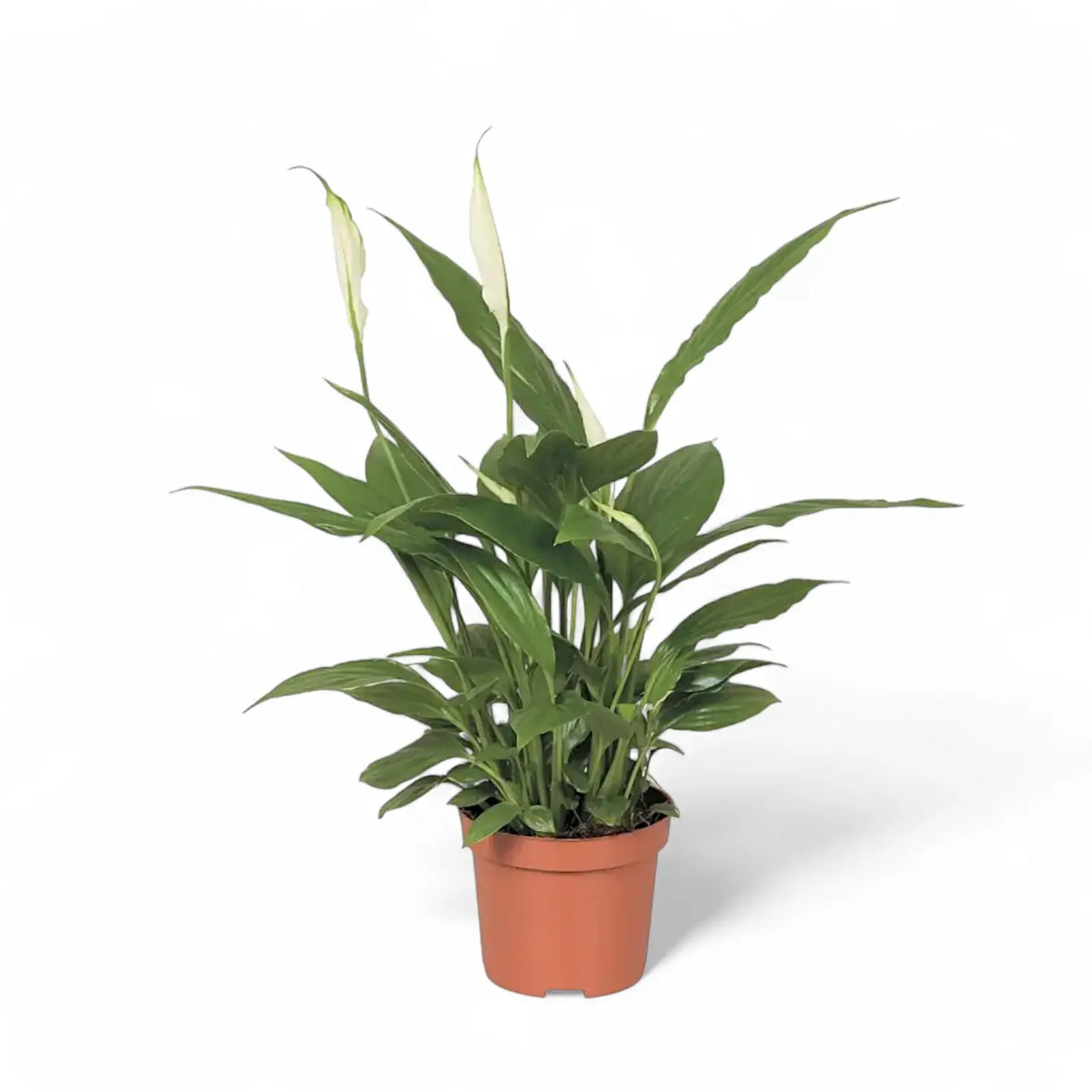 Spathiphyllum 'Alana' potted plant in nursery pot on white background.