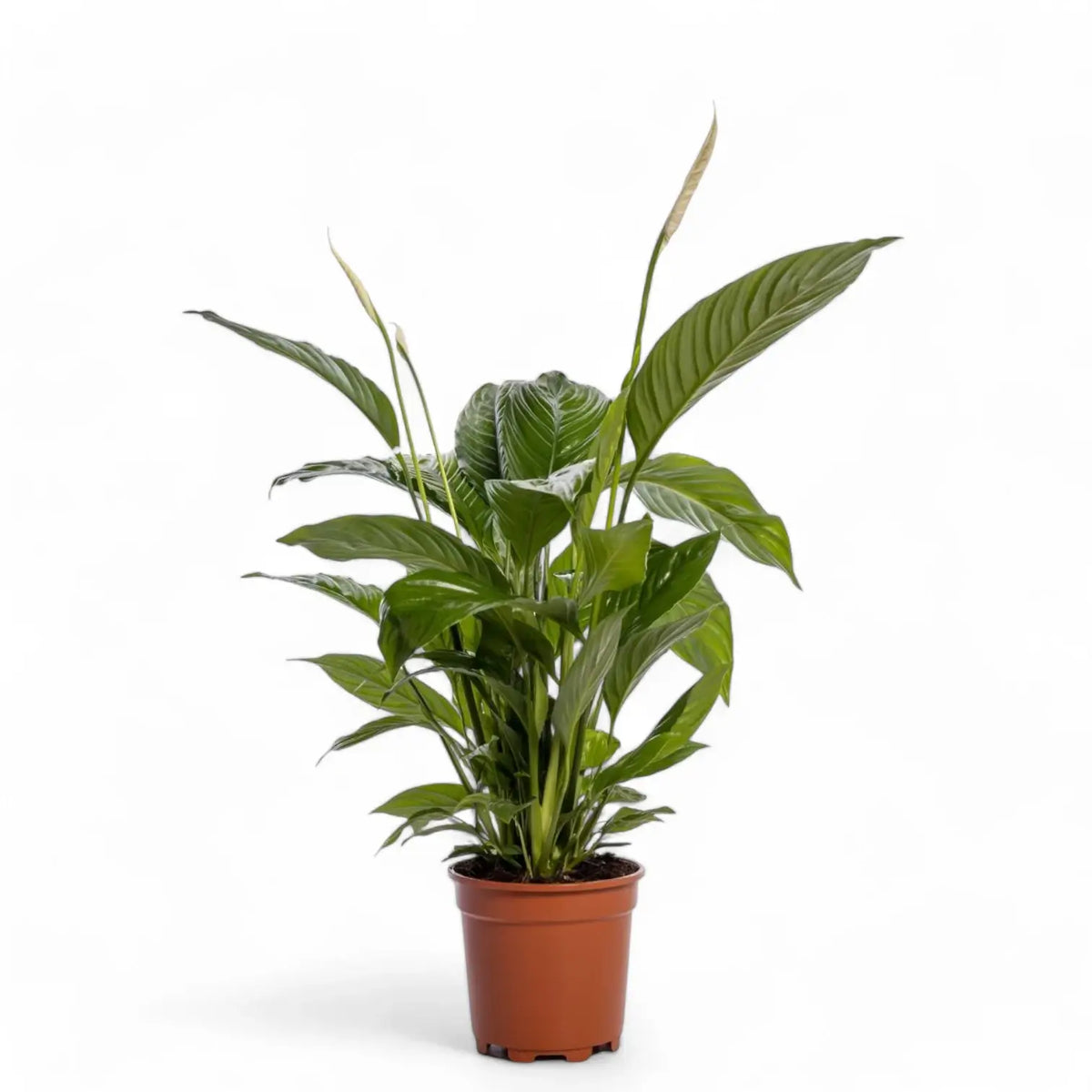 Spathiphyllum 'Bingo Cupido' ('Spapril') Zimmerpflanze im Anzuchttopf vor weißem Hintergrund, Produktfoto 2.