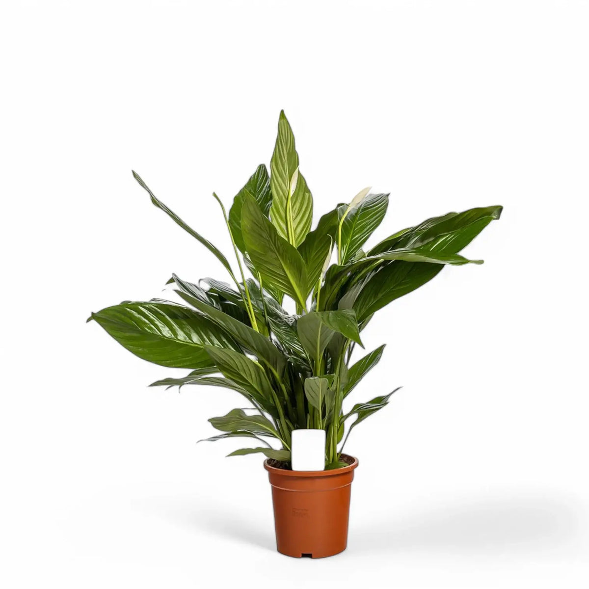 Spathiphyllum 'Bingo Cupido' ('Spapril') Zimmerpflanze im Anzuchttopf vor weißem Hintergrund, Produktfoto 3.
