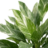 Close-up of Spathiphyllum 'Diamond' leaves with irregular white streaks running through green foliage.