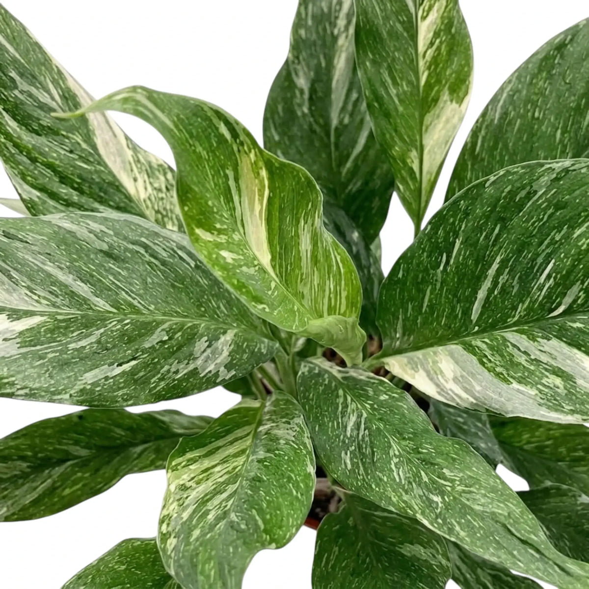 Spathiphyllum 'Diamond' viewed from above, showing overlapping green leaves marbled and streaked with white.