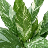 Close-up of upright green Spathiphyllum 'Diamond' leaves with pointed tips and irregular white streaks.