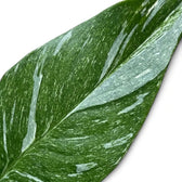 Spathiphyllum 'Diamond' leaf detail with fine white flecks and broad pale streaks across a green surface.