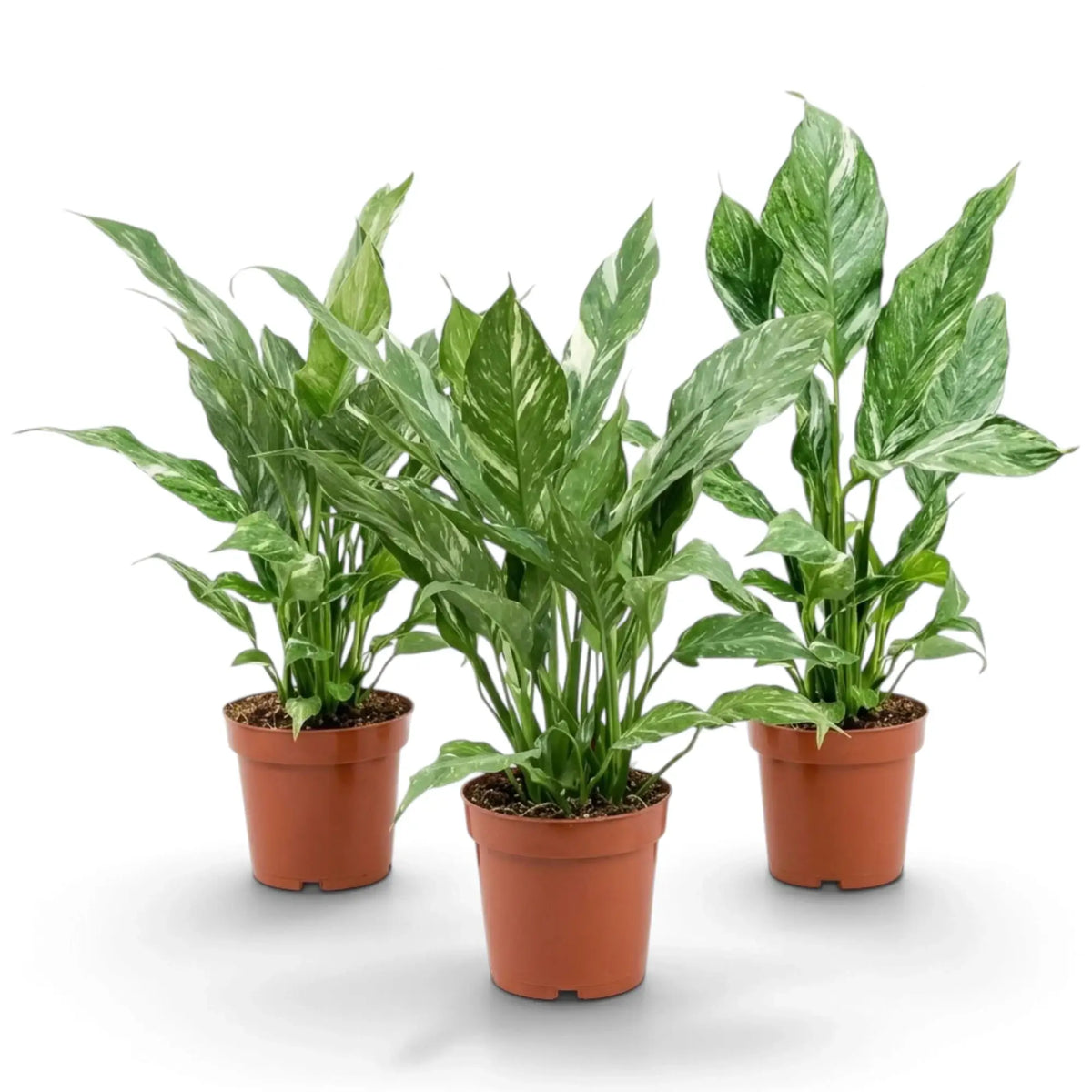 Three Spathiphyllum 'Diamond' plants with upright white-streaked green leaves in nursery pots.