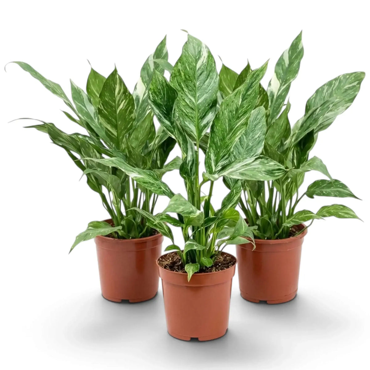Three Spathiphyllum 'Diamond' plants with white-marbled green leaves on upright leaf stalks in nursery pots.