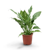 Spathiphyllum 'Diamond' with upright green leaves streaked with white in a nursery pot.