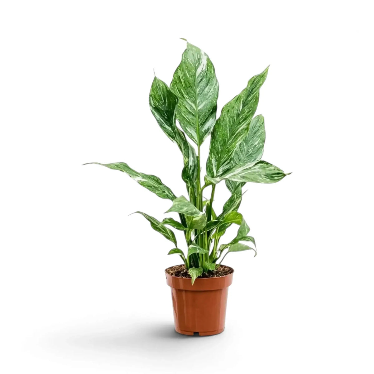 Potted Spathiphyllum 'Diamond' with tall upright leaf stalks and pointed green leaves marbled with white.
