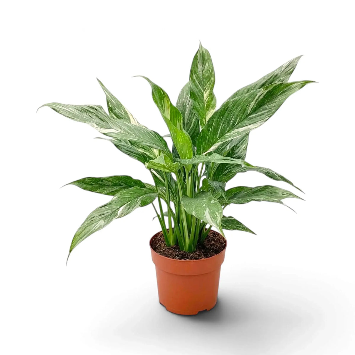 Potted Spathiphyllum 'Diamond' with long green leaves, broad white streaks and light green central growth.